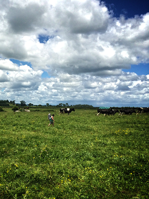 Low cost webdesign in NZ - Matamata farm - Clouds, green grass, cows