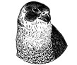 Small Business Webdesign Peregrine Web - Falcon Icon