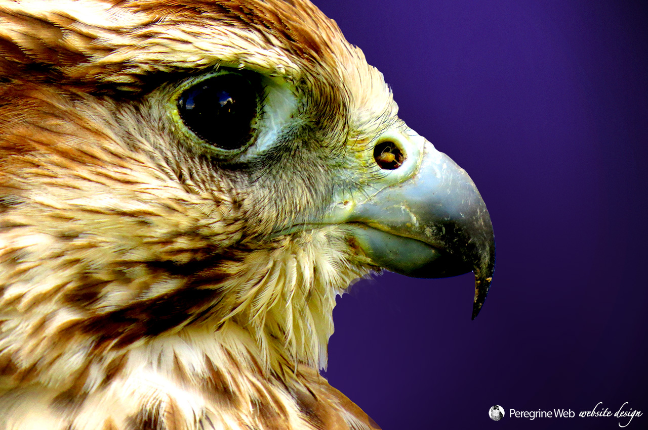 Closeup Profile of NZ Falcon