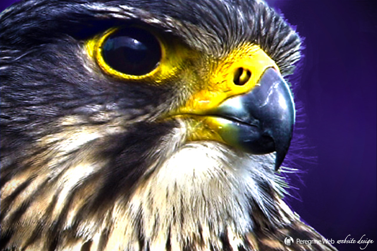 NZ Falcon Closeup